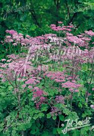 Image result for Heracleum sphondylium