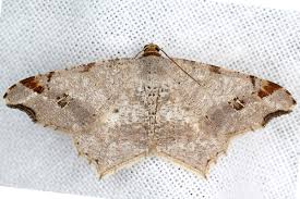 Attēlu rezultāti vaicājumam “Macaria alternata”