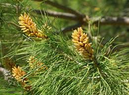 Attēlu rezultāti vaicājumam “Pinus pumila male flower”