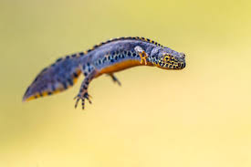 Attēlu rezultāti vaicājumam “Triturus vulgaris”