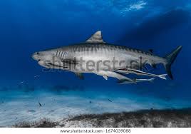 Image result for Galeocerdo cuvier