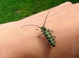 Attēlu rezultāti vaicājumam “Saperda scalaris”