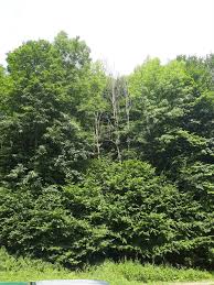 Attēlu rezultāti vaicājumam “Hymenoscyphus fraxineus”