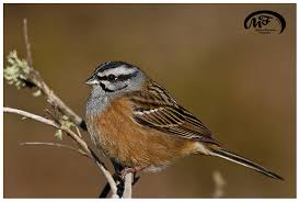 Image result for Emberiza cia