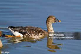 Image result for Anser fabalis