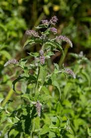 Attēlu rezultāti vaicājumam “Mentha longifolia flower”
