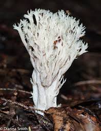 Attēlu rezultāti vaicājumam “Clavulina coralloides”