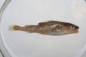 Image result for Gadus morhua