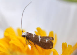 Attēlu rezultāti vaicājumam “Adelidae”