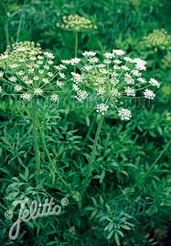 Attēlu rezultāti vaicājumam “Laserpitium latifolium bud”
