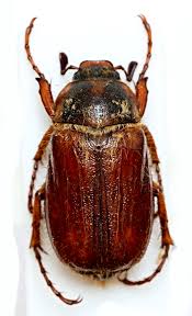 Attēlu rezultāti vaicājumam “Amphimallon solstitiale”