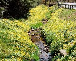 Attēlu rezultāti vaicājumam “Ficaria verna flower”