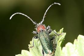 Attēlu rezultāti vaicājumam “Dasytes sp.”