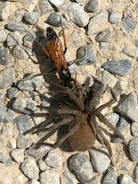 Attēlu rezultāti vaicājumam “Pompilidae”