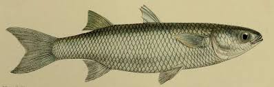 Image result for Mugil cephalus