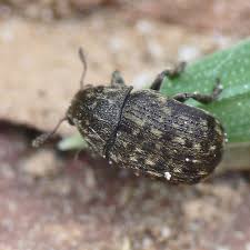 Attēlu rezultāti vaicājumam “Anthribus nebulosus”