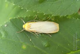 Attēlu rezultāti vaicājumam “Eilema depressa”