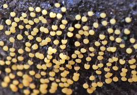 Attēlu rezultāti vaicājumam “Comatricha laxa spores”