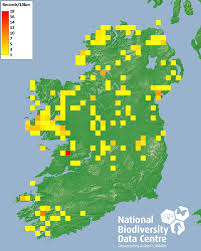 Attēlu rezultāti vaicājumam “Scorpidium scorpioides”