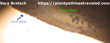 Attēlu rezultāti vaicājumam “Physarum cinereum spores”