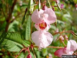 Image result for Impatiens glandulifera