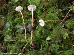 Attēlu rezultāti vaicājumam “Collybia tuberosa”