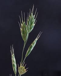 Attēlu rezultāti vaicājumam “Bromus secalinus”