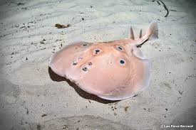 Image result for Torpedo torpedo