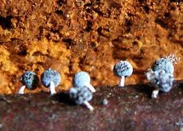 Attēlu rezultāti vaicājumam “Didymium squamulosum”