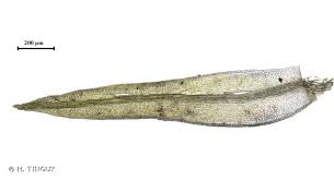 Attēlu rezultāti vaicājumam “Hymenostylium recurvirostrum macro”