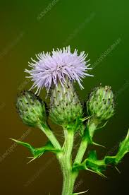 Attēlu rezultāti vaicājumam “Cirsium arvense flower”