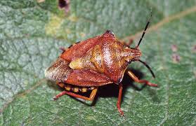 Attēlu rezultāti vaicājumam “Carpocoris purpureipennis”