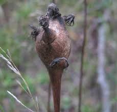 Attēlu rezultāti vaicājumam “Aulacidea hieracii”