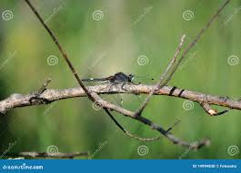 Attēlu rezultāti vaicājumam “Leucorrhinia pectoralis female”