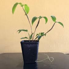 Attēlu rezultāti vaicājumam “Diderma montanum var. album stalked”