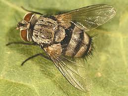 Attēlu rezultāti vaicājumam “Tachinidae”