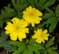 Attēlu rezultāti vaicājumam “Anemone ranunculoides leaf”