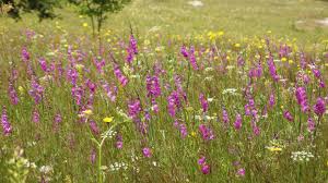 Attēlu rezultāti vaicājumam “Gladiolus imbricatus flower”