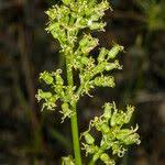 Attēlu rezultāti vaicājumam “Silene otites fruit”