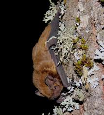 Attēlu rezultāti vaicājumam “Nyctalus leisleri”