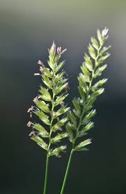 Attēlu rezultāti vaicājumam “Cynosurus cristatus fruit”