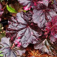 Image result for Heuchera `Midnight Rose`