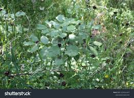 Attēlu rezultāti vaicājumam “Microbotryum tragopogonis - pratensis”