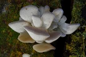 Attēlu rezultāti vaicājumam “Basidiodendron”