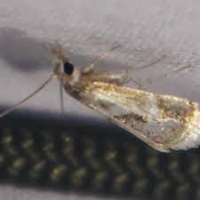 Attēlu rezultāti vaicājumam “Comatricha elegans var. microspora”