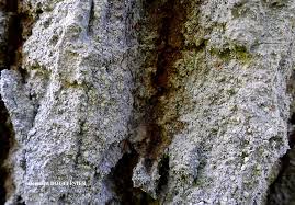 Attēlu rezultāti vaicājumam “Lecanactis abietina”