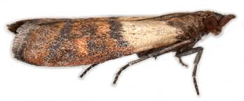 Attēlu rezultāti vaicājumam “Plodia interpunctella”