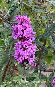 Image result for Buddleja davidii