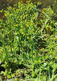Attēlu rezultāti vaicājumam “Ranunculus sceleratus”
