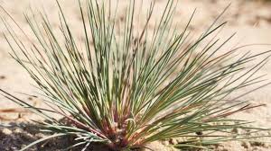 Attēlu rezultāti vaicājumam “Corynephorus canescens”